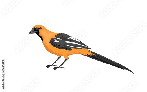 Orange color bird in sitting pose, isolated on white vector
