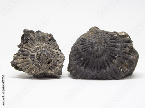 Ammonites. Ancient fossils. Paleontology. The science.