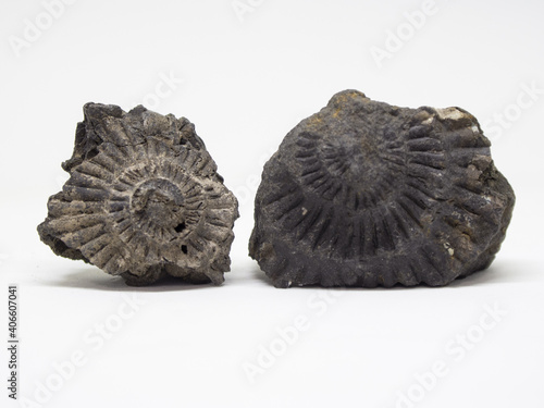 Ammonites. Ancient fossils. Paleontology. The science.