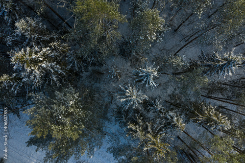 Snowy forest top view  sunny frosty day. Spruce and pine trees from above.