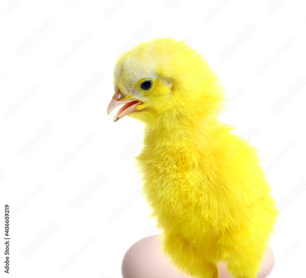 colorful cute baby chicken on white background.