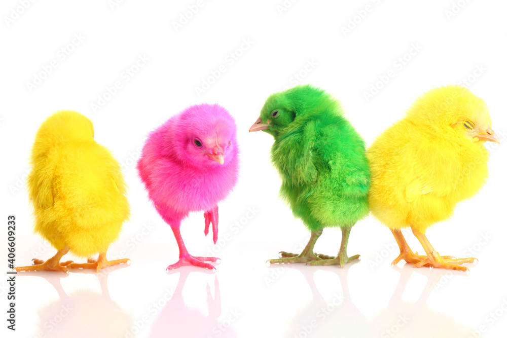 Cute colorful baby chickens sleeping on white background.