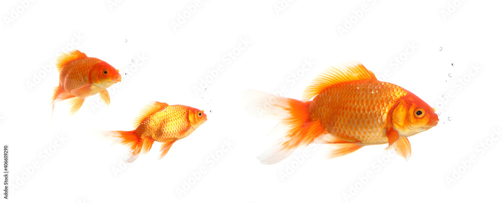 Goldfishes. Isolation on the white Goldfishes. Isolation on the white