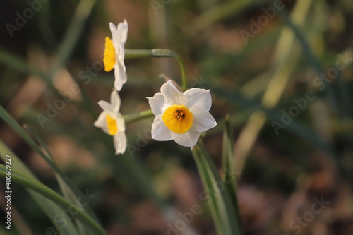 冬の花壇に咲くフサザキスイセンの白い花