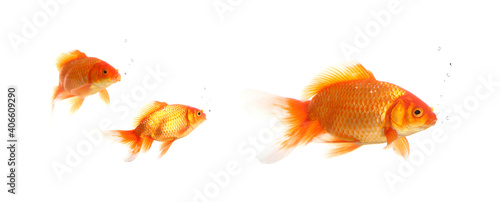 Goldfishes. Isolation on the white
