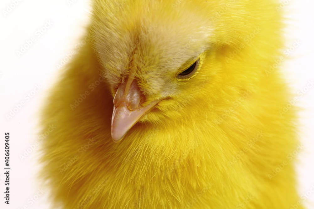 Cute yellow baby chick head on white background. Cute yellow baby chick head on white background.