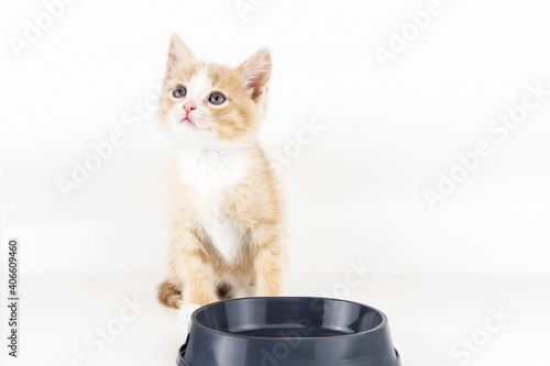 A small red kitten sits waiting for a meal at an empty gray bowl on a white background.