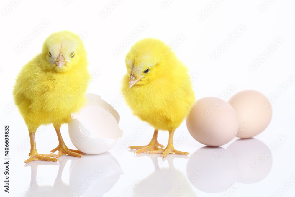 Cute yellow baby chicks with eggs and shell on white background.