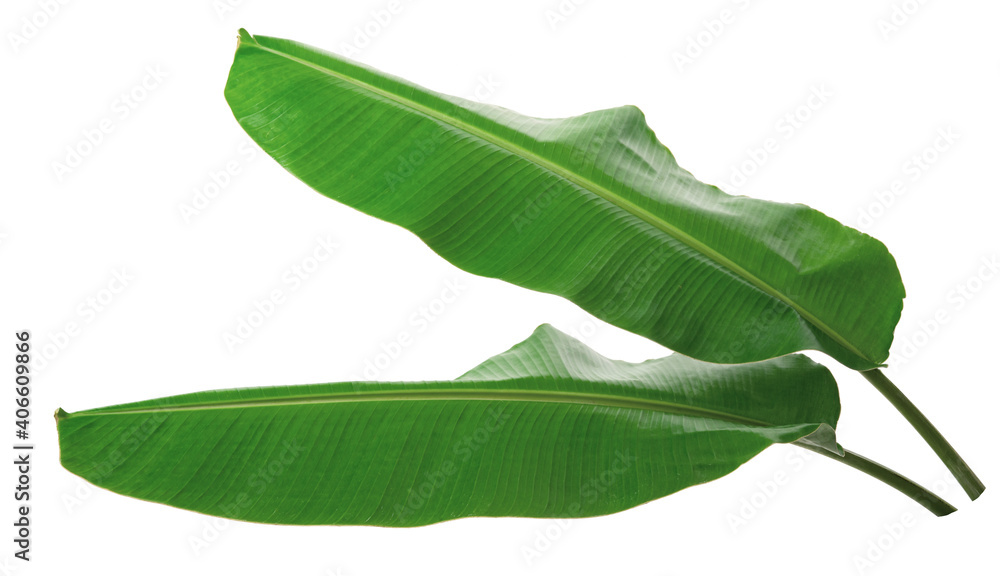 Obraz premium fresh banana leaf isolated on white background