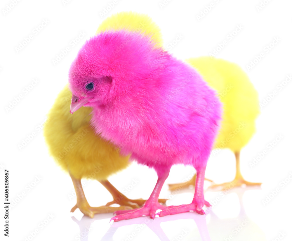 Cute colorful baby chickens sleeping on white background.