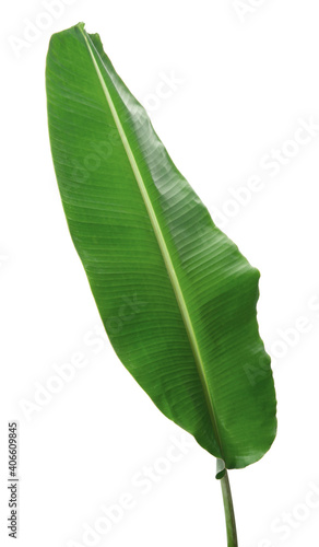 fresh banana leaf isolated on white background