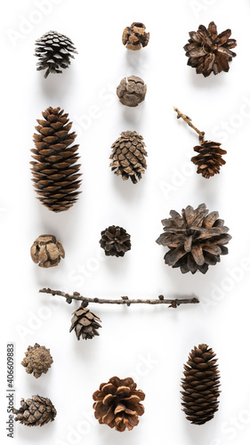 Collection of various cones on a white background. Minimalistic natural background for the winter holidays: Christmas or New Year. Top view, copy space.