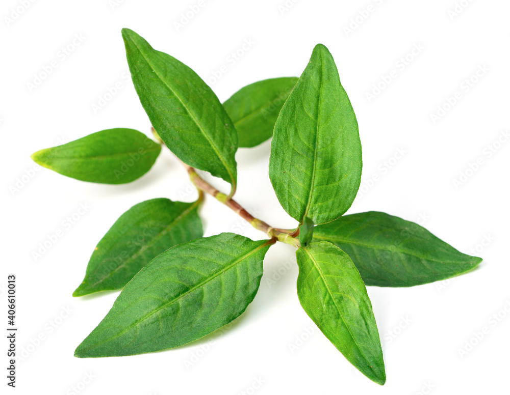 fresh laksa herb isolated on white background fresh laksa herb isolated on white background