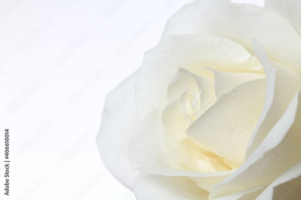 A single white Rose isolated on white background A single white Rose isolated on white background