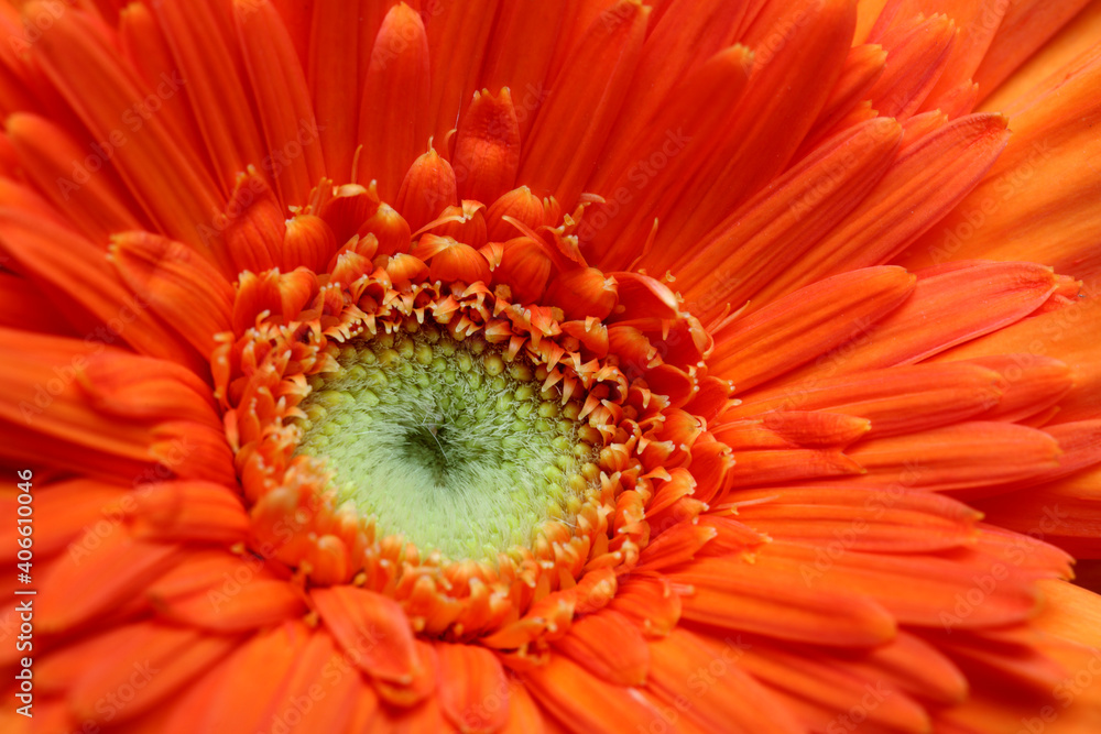 close up of orange color daisy flower took in macro lens.