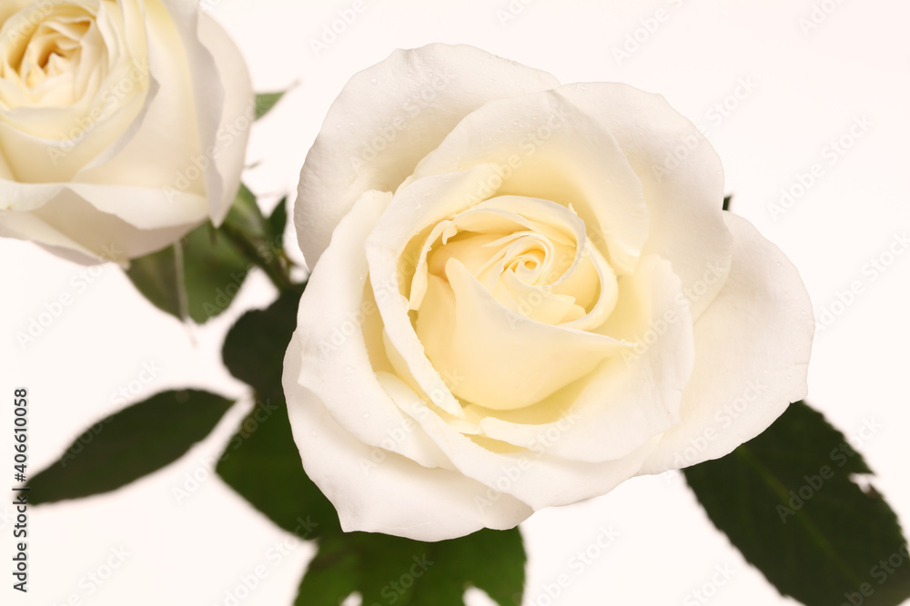Fototapeta premium A single white Rose isolated on white background