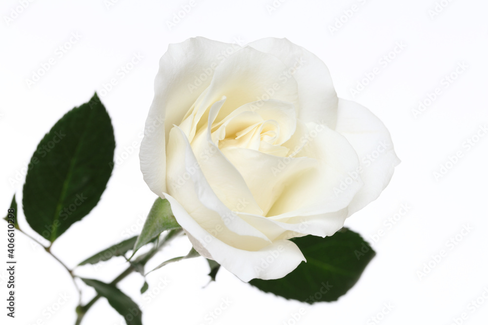 A single white Rose isolated on white background A single white Rose isolated on white background