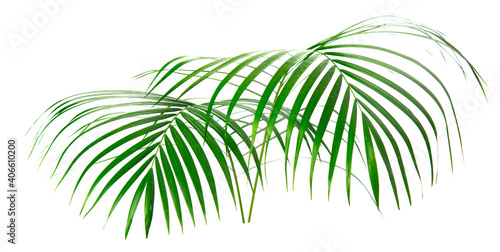 fresh palm leaves isolated on white background