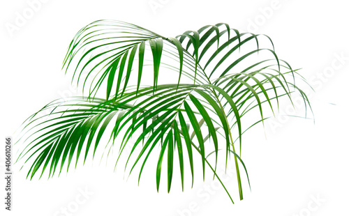 fresh palm leaves isolated on white background