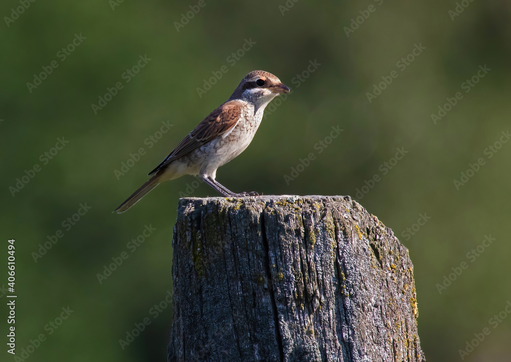Φωτογραφία The red-backed shrike (Lanius collurio) is a carnivorous passerine bird and a member of the shrike family Laniidae