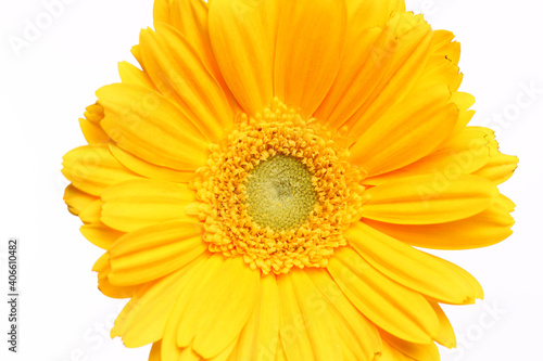 Yellow daisy flower isolated over white background