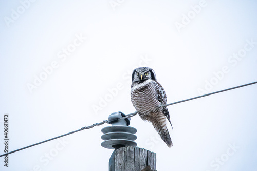 Hawk Owl
 photo