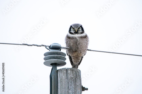 Hawk Owl
 photo