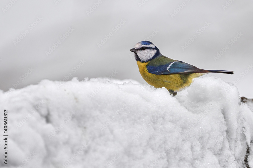Blue tit (Cyanistes caeruleus) bird in winter snow Blue tit (Cyanistes caeruleus) bird in winter snow