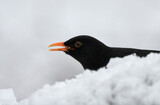 Close-up of a blackbird (Turdus merula) eating seed in the snow on a cold winter day. 