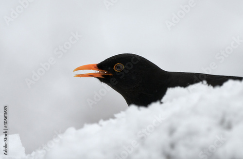 Close-up of a blackbird  Turdus merula  eating seed in the snow on a cold winter day. 