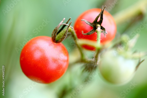 close up of a tomato plant © krishna