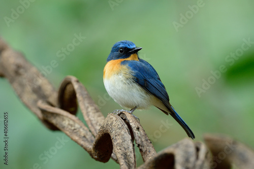 Fat and puffy blue bird with orange feathers on its chest perching on winding vine in very poor lighting in evening, indochinese or ticell's blue flycatcher