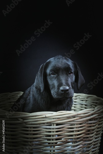 black labrador retriever puppy black background studio 