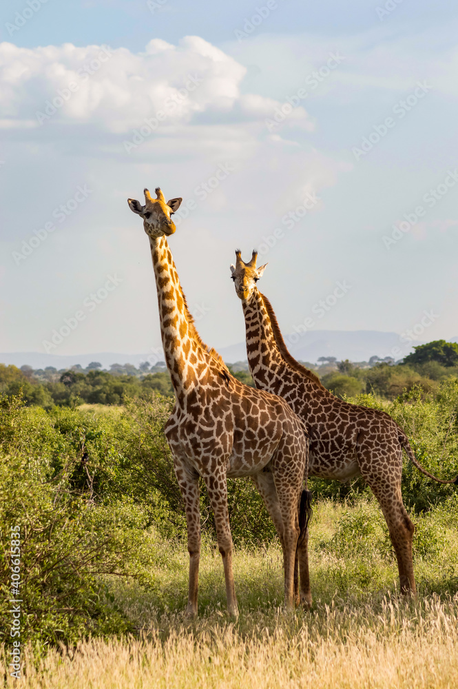 Two giraffes in the savannah of Tsavo East