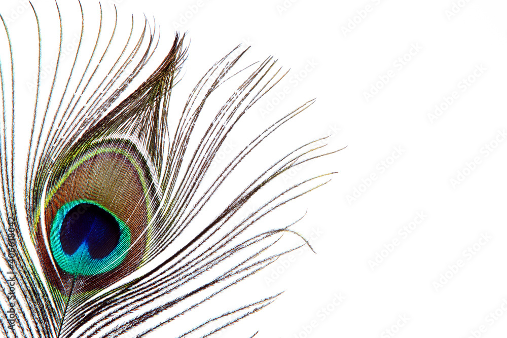 Obraz premium peacock feather closeup. macro