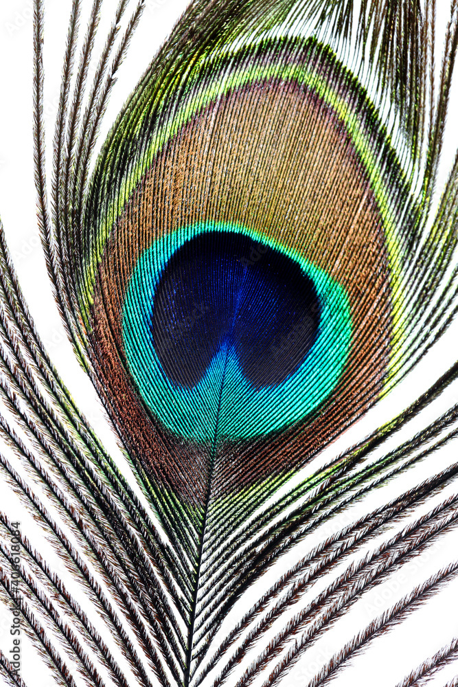 Obraz premium peacock feather closeup. macro