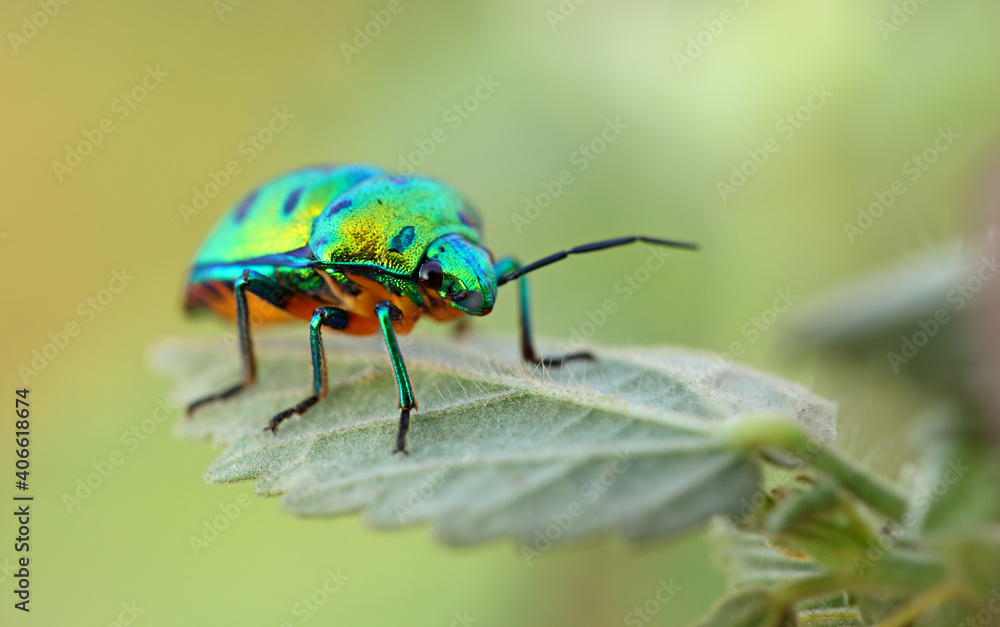Fototapeta premium Green beetle on plant leaf taken with macro lens.