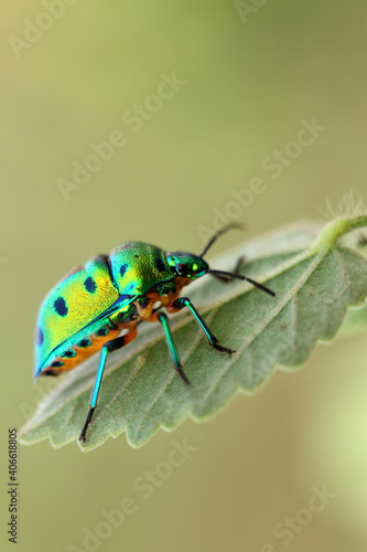 Green beetle on plant leaf taken with macro lens.