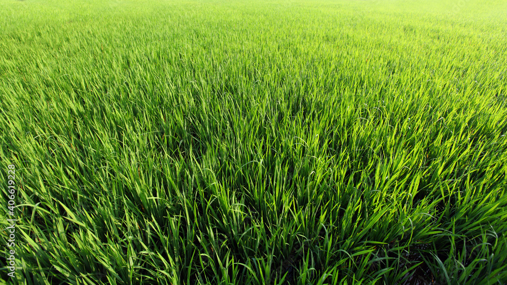 green rice field