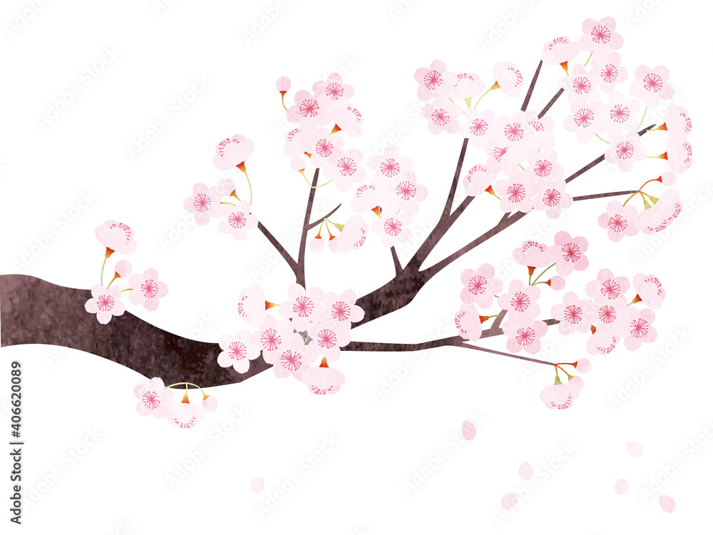 水彩風 桜の枝のアップ
