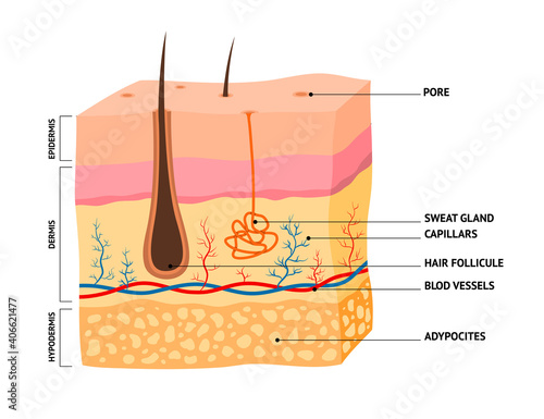 Cartoon Color Human Skin Layered Concept Template Banner Card. Vector