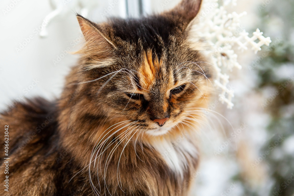 Portrait of a cute cat, against the background of a window decorated with a snowflake. Christmas and New Year concept.