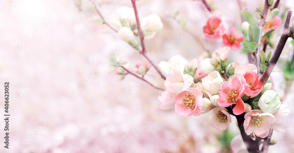 Fototapeta premium Horizontal spring banner with Japanese Quince flowers