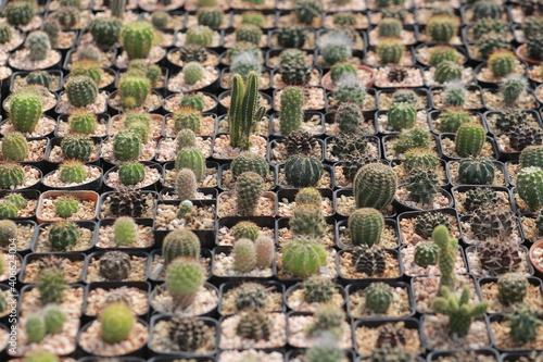 Cultivation of cactus in a greenhouse