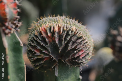 Cultivation of cactus in a greenhouse