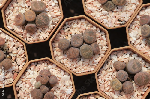 Cultivation of cactus in a greenhouse