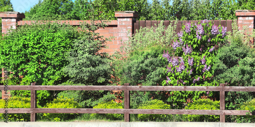 Fence and decorative border with Cornus alba  thuja and Lilac bushes