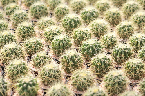 Cultivation of cactus in a greenhouse