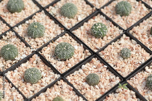 Cultivation of cactus in a greenhouse