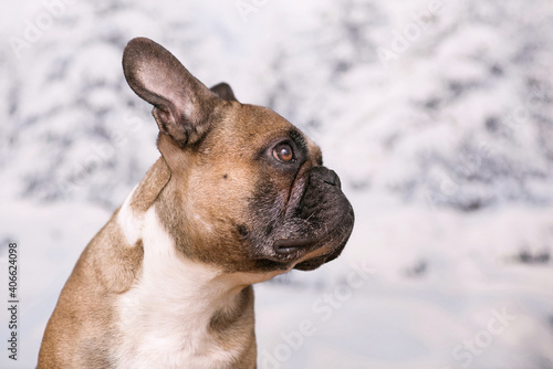 Portrait of French Bulldog dog in front of blurry winter snow background © Firn